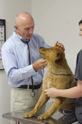 Carbondale vet - Carbondale Veterinary Clinic - Veterinarian in Carbondale, KS US :: Vaccinations. in Carbondale, KANSAS. 785-836-7212. Vaccinations. Certain vaccines are …